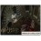 BALDUR'S GATE 2 : Shadows of Amn (4CD)